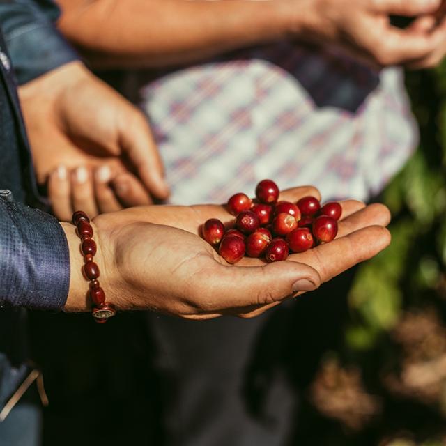 Kaffebonde holder røde kaffebær i hånden fra Paraiso